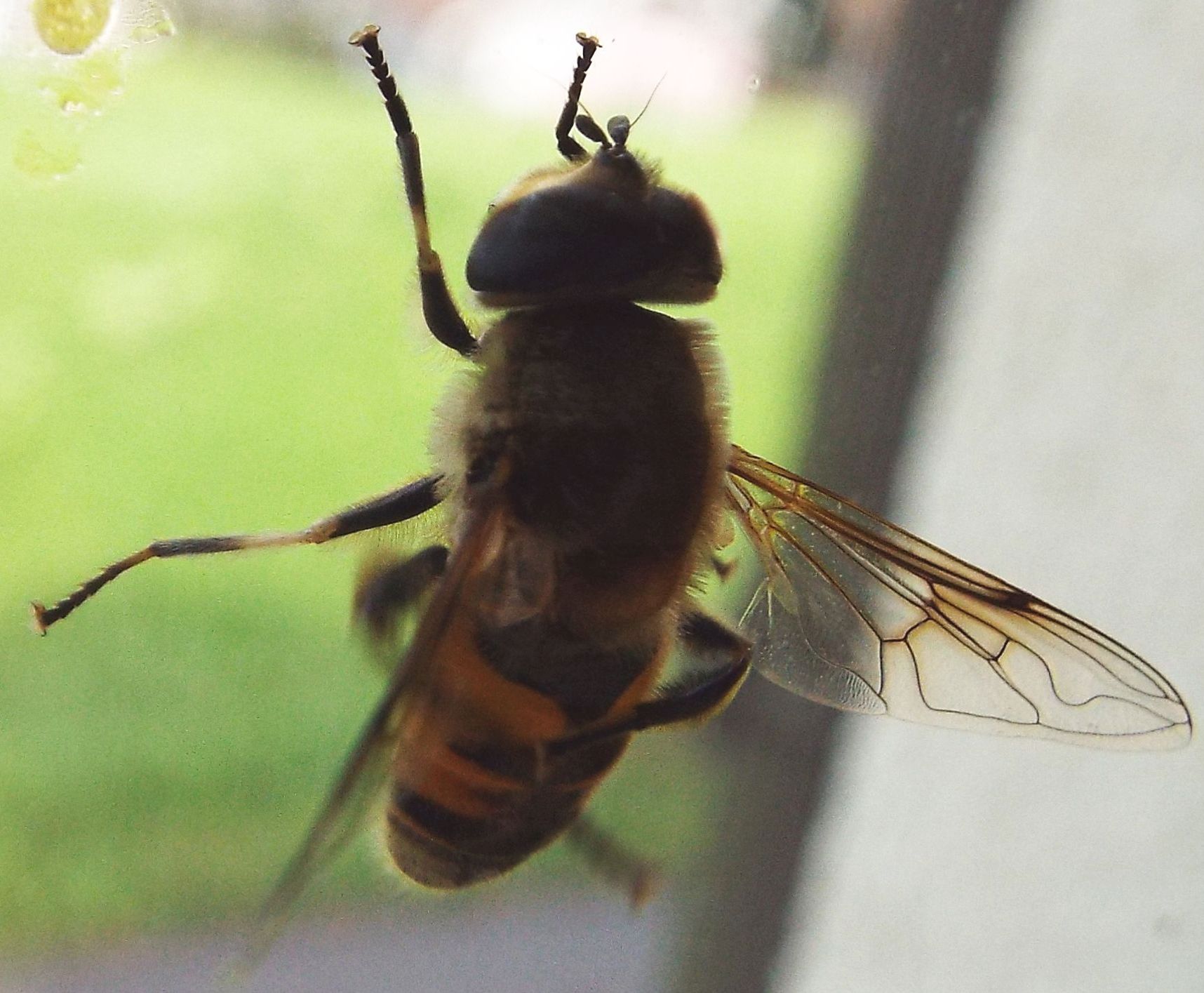 Eristalis tenax (Syrphidae)